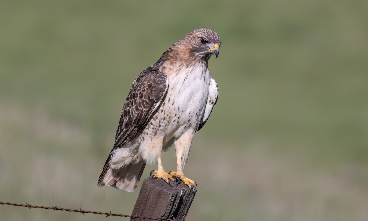 Канюк неоарктичний (підвид calurus/alascensis) - ML649483362