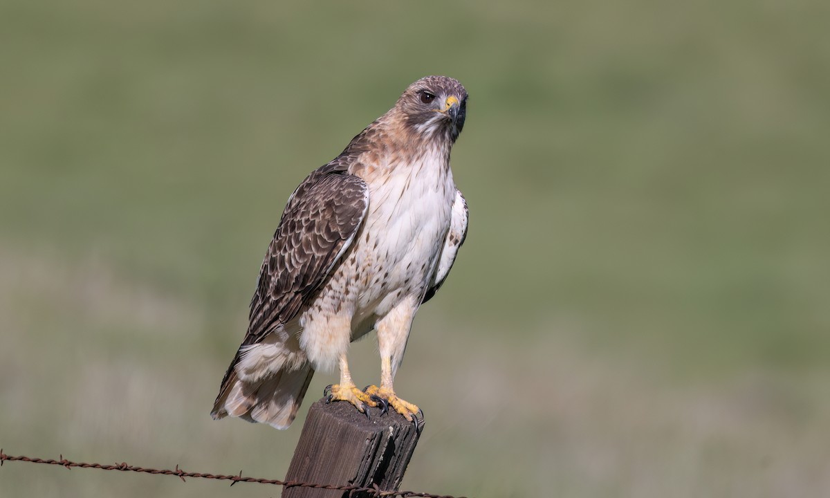 Канюк неоарктичний (підвид calurus/alascensis) - ML649483363