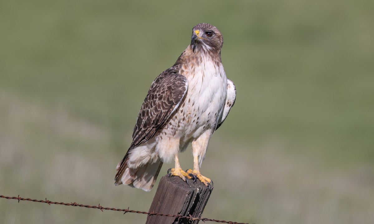 Канюк неоарктичний (підвид calurus/alascensis) - ML649483364