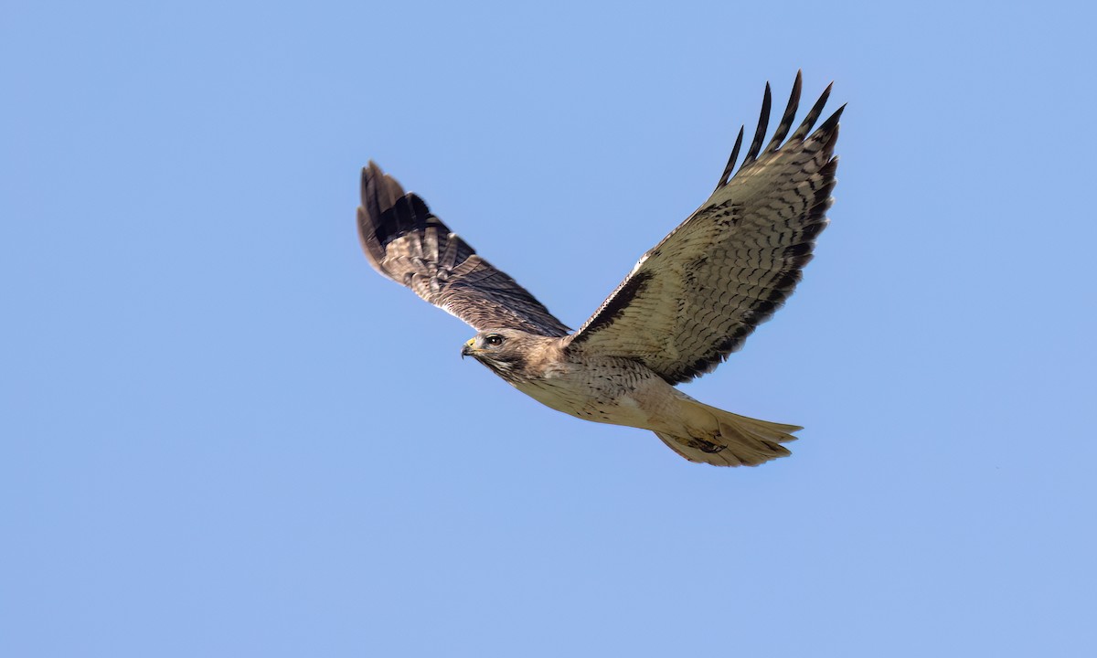 Канюк неоарктичний (підвид calurus/alascensis) - ML649483365