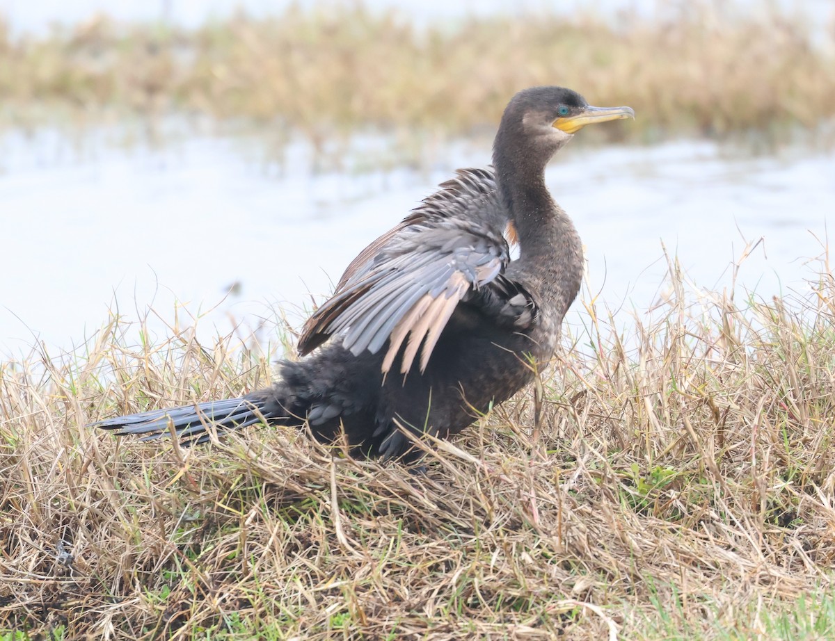 Баклан бразильський - ML649483366