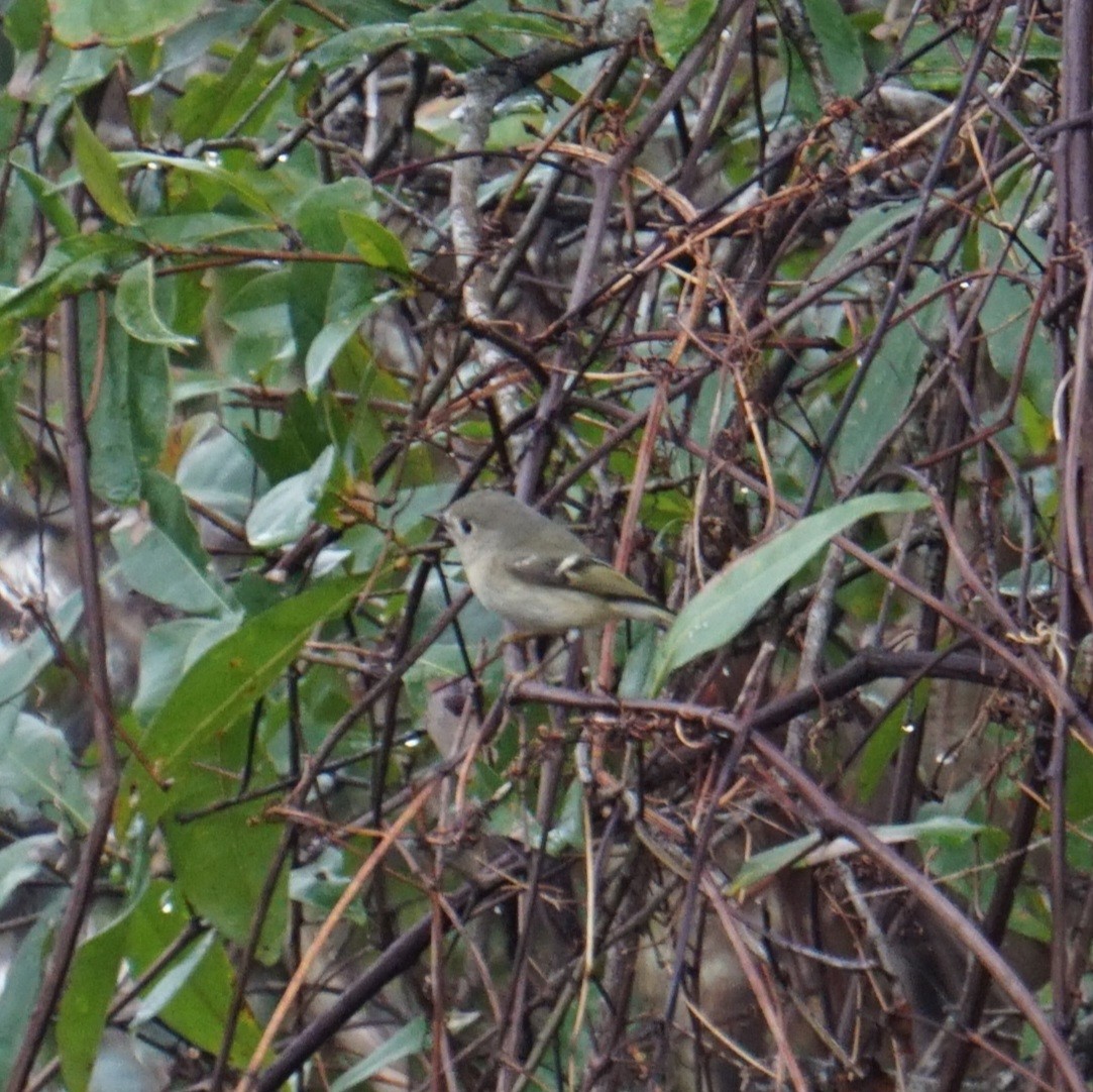 Золотомушка рубіновочуба - ML649483368