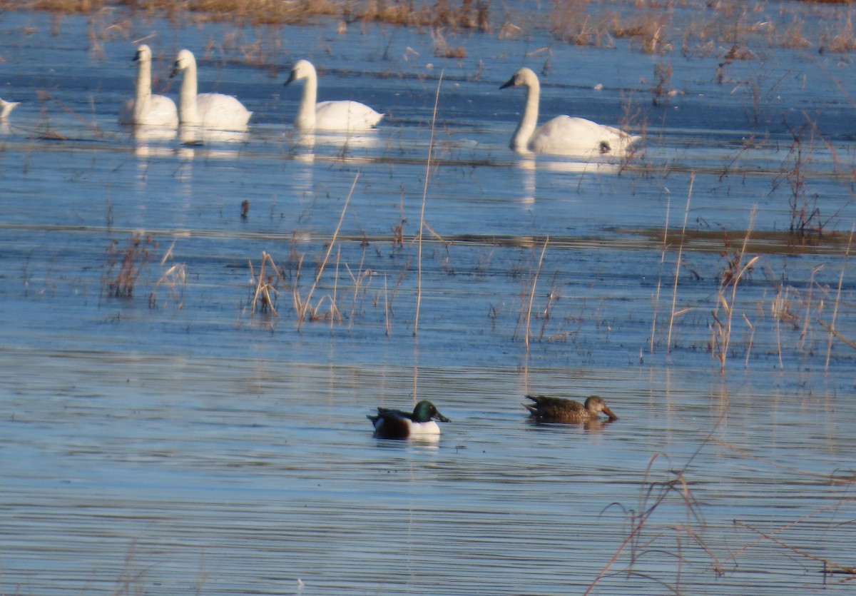 Широконіска північна - ML649483369