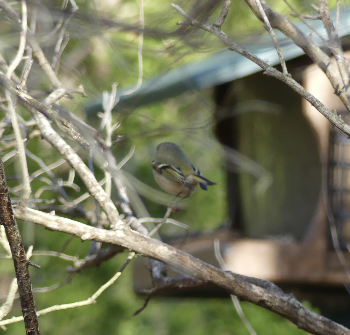 Ruby-crowned Kinglet - ML649483518