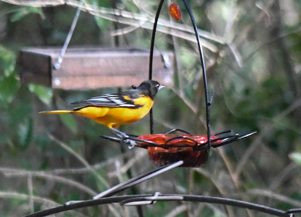 eBird Checklist - 23 Jan 2026 - 14904 NW 147th Ave, Alachua US-FL 29. ...