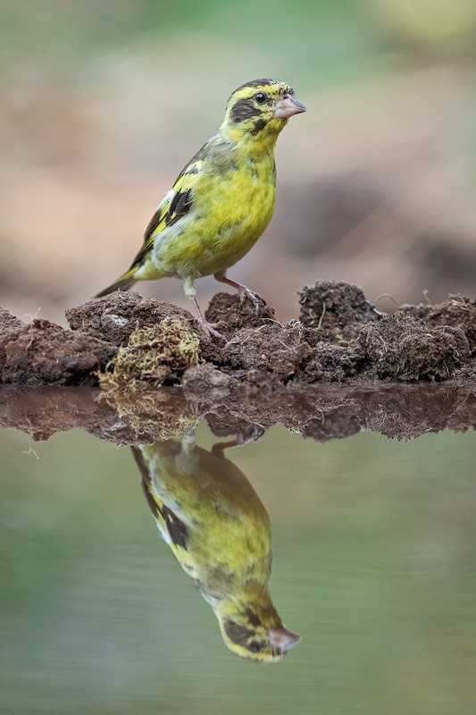 zvonek žlutoprsý - ML649483890