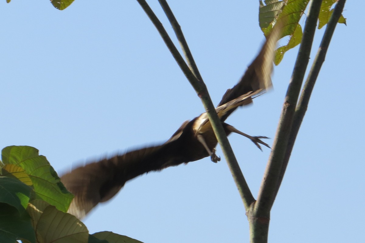 Crested Caracara (Northern) - ML649484285