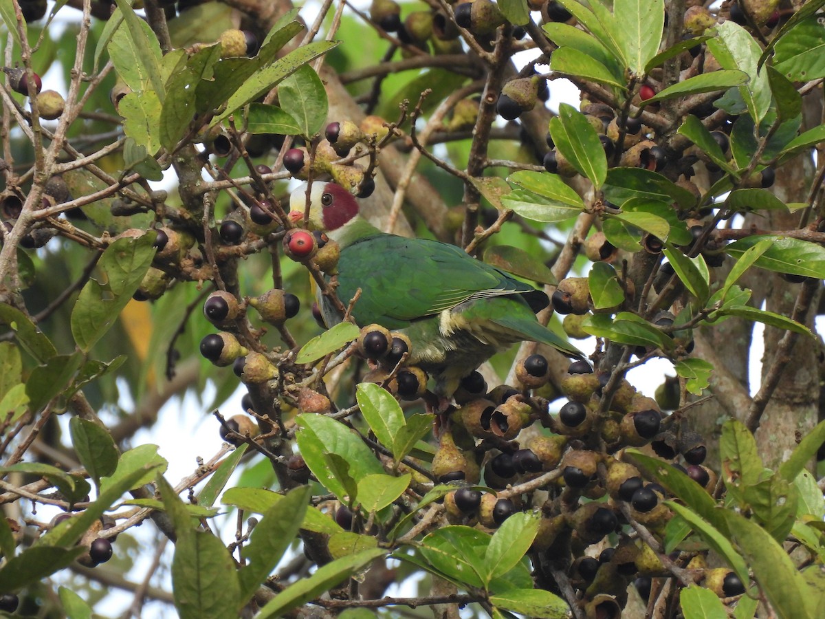 Yellow-breasted Fruit-Dove - ML649484471