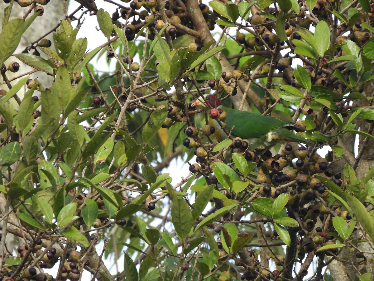 Yellow-breasted Fruit-Dove - ML649484472