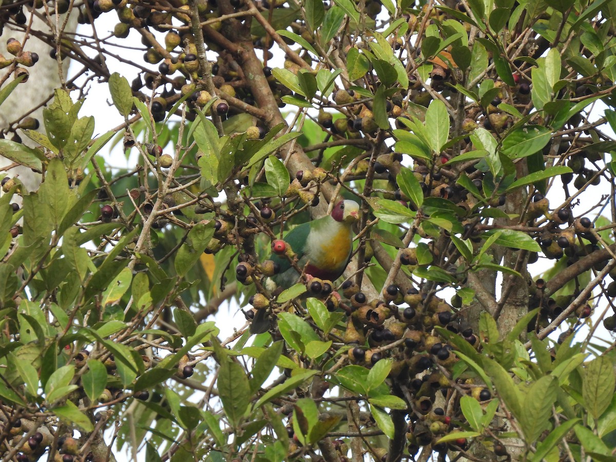 Yellow-breasted Fruit-Dove - ML649484473
