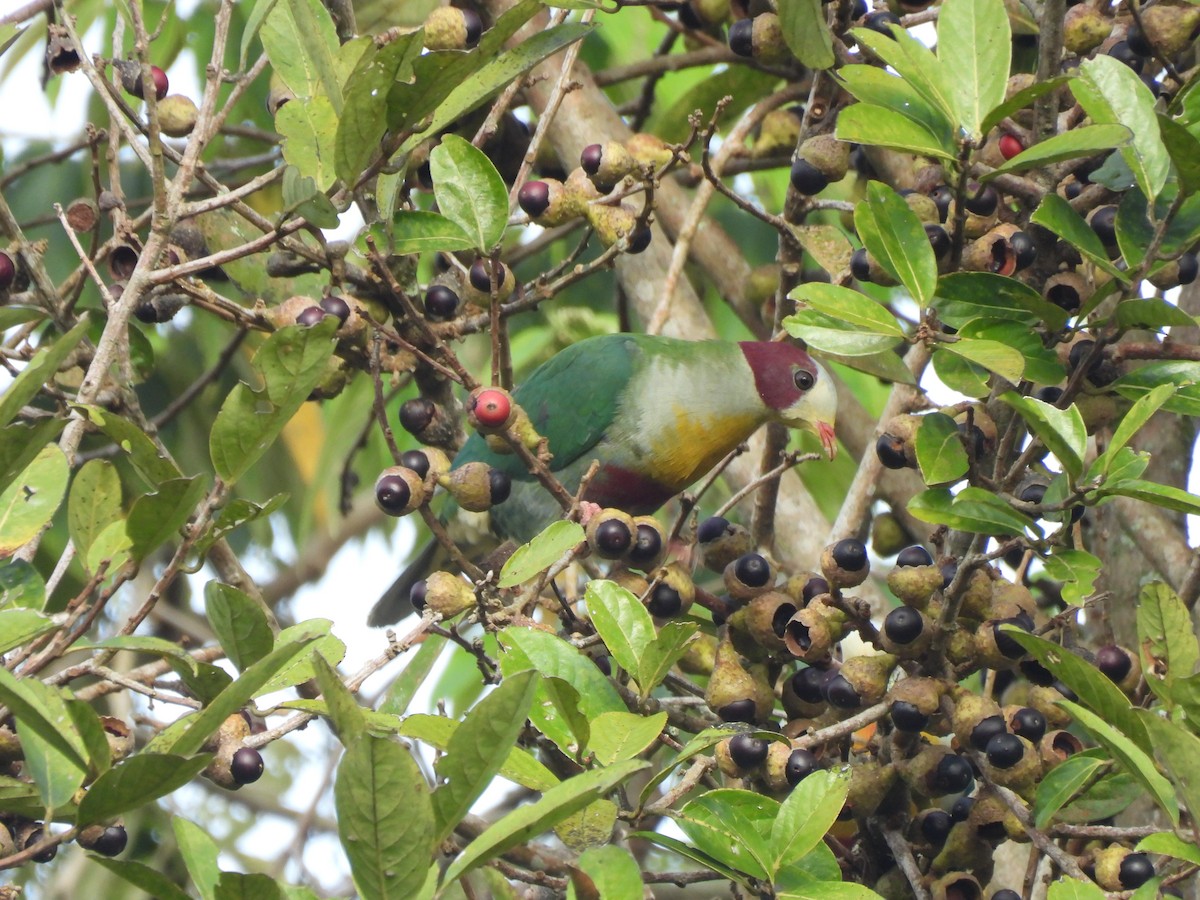 Yellow-breasted Fruit-Dove - ML649484474