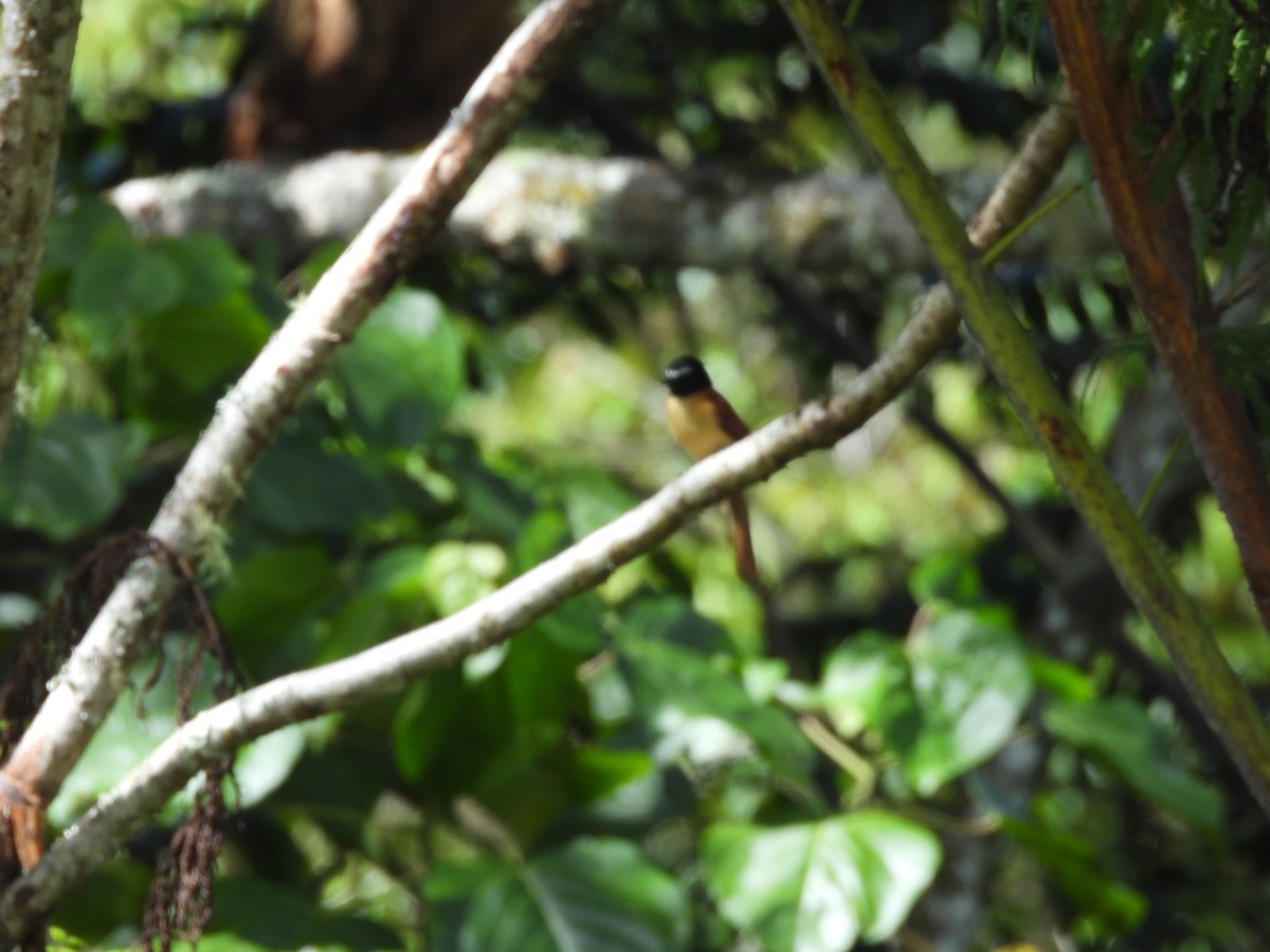 Black-and-cinnamon Fantail - ML649484480