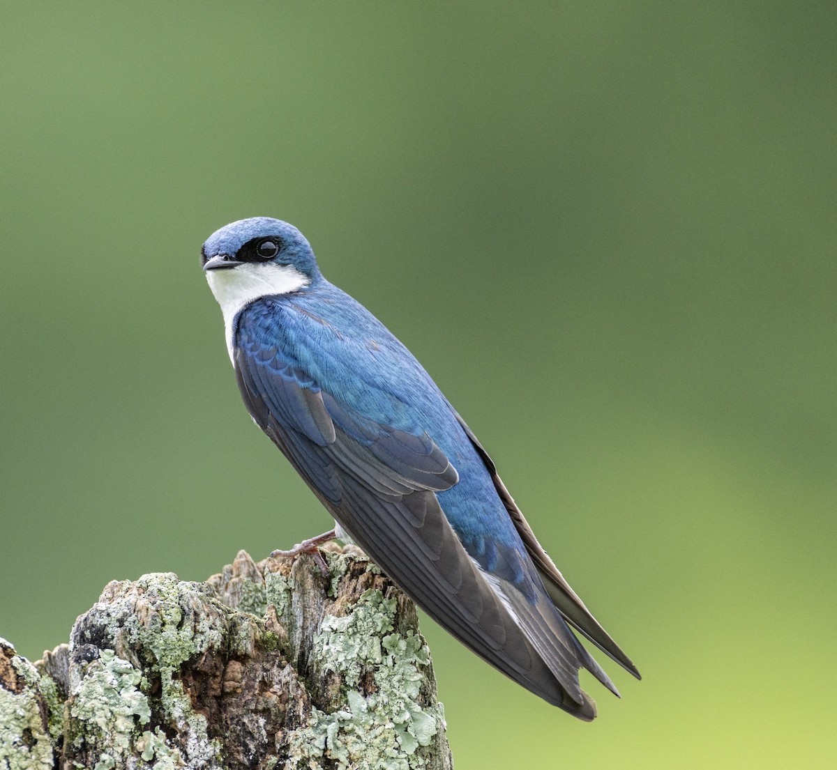 Golondrina Bicolor - ML649484957