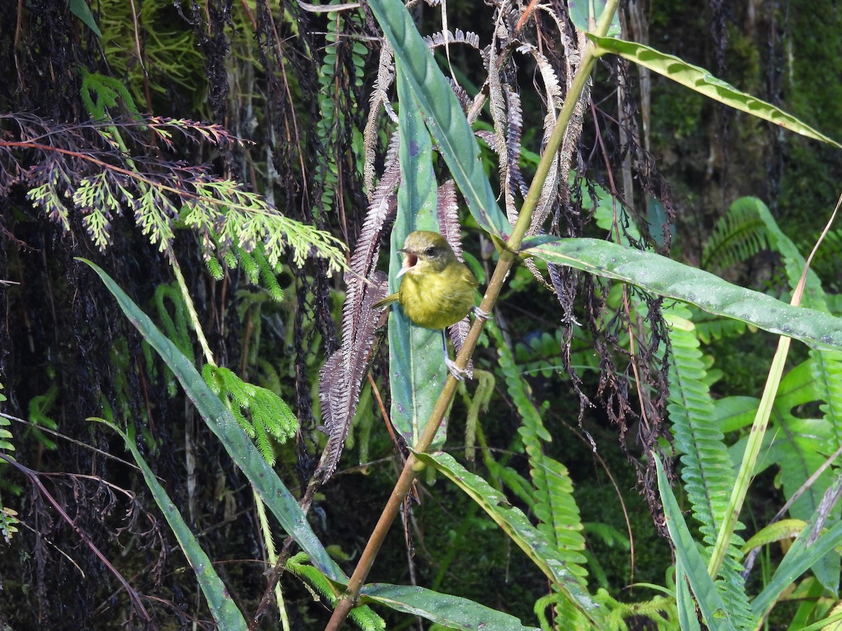 Mosquitero Filipino - ML649484959