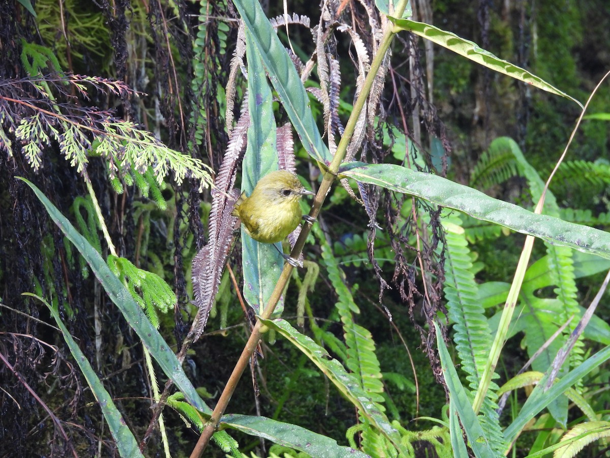 Negros Leaf Warbler - Tom Gray