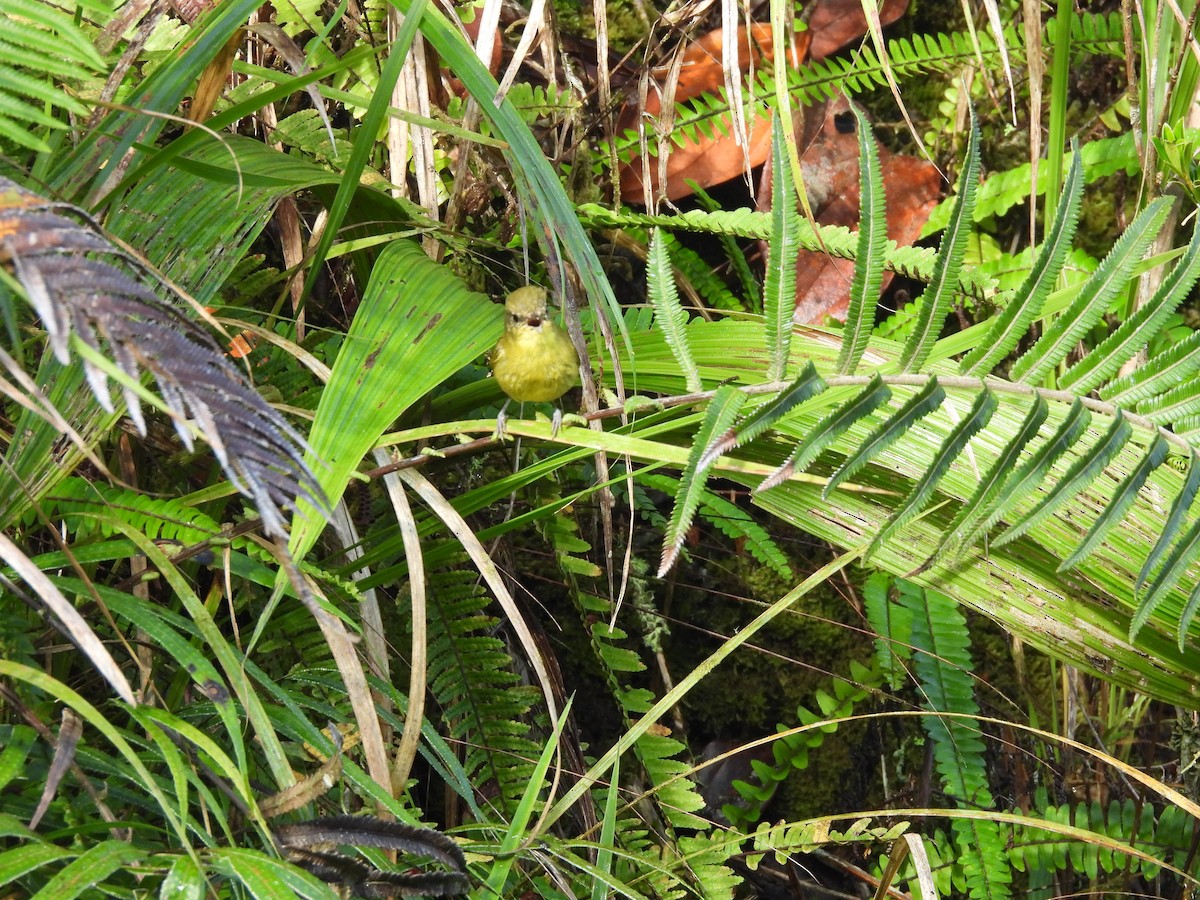 Negros Leaf Warbler - ML649484963
