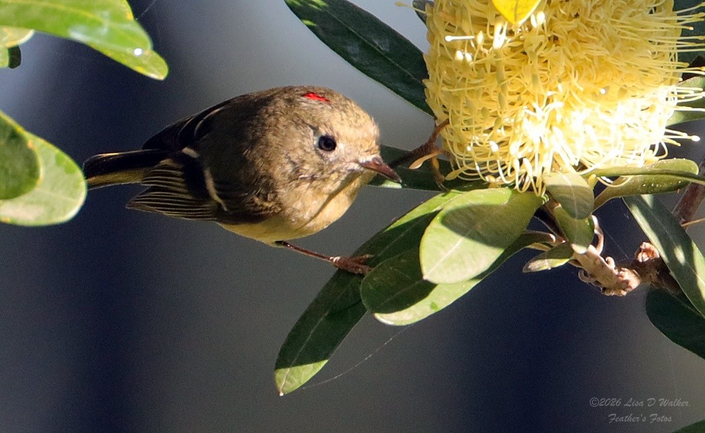 Ruby-crowned Kinglet - ML649484978