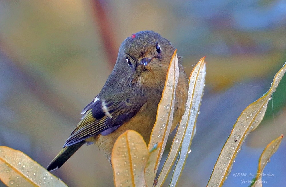 Ruby-crowned Kinglet - ML649484979