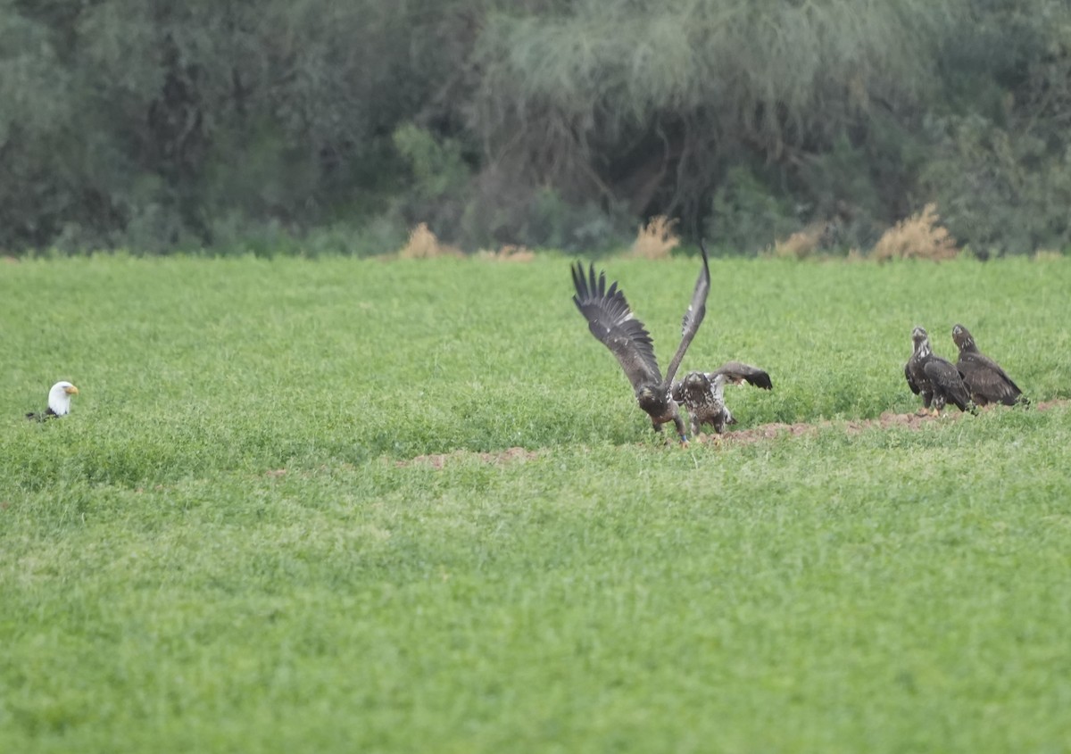 hvithodehavørn - ML649485238