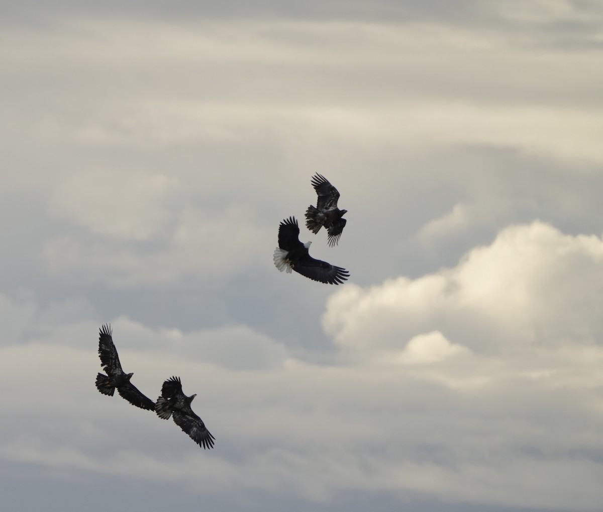 hvithodehavørn - ML649485255