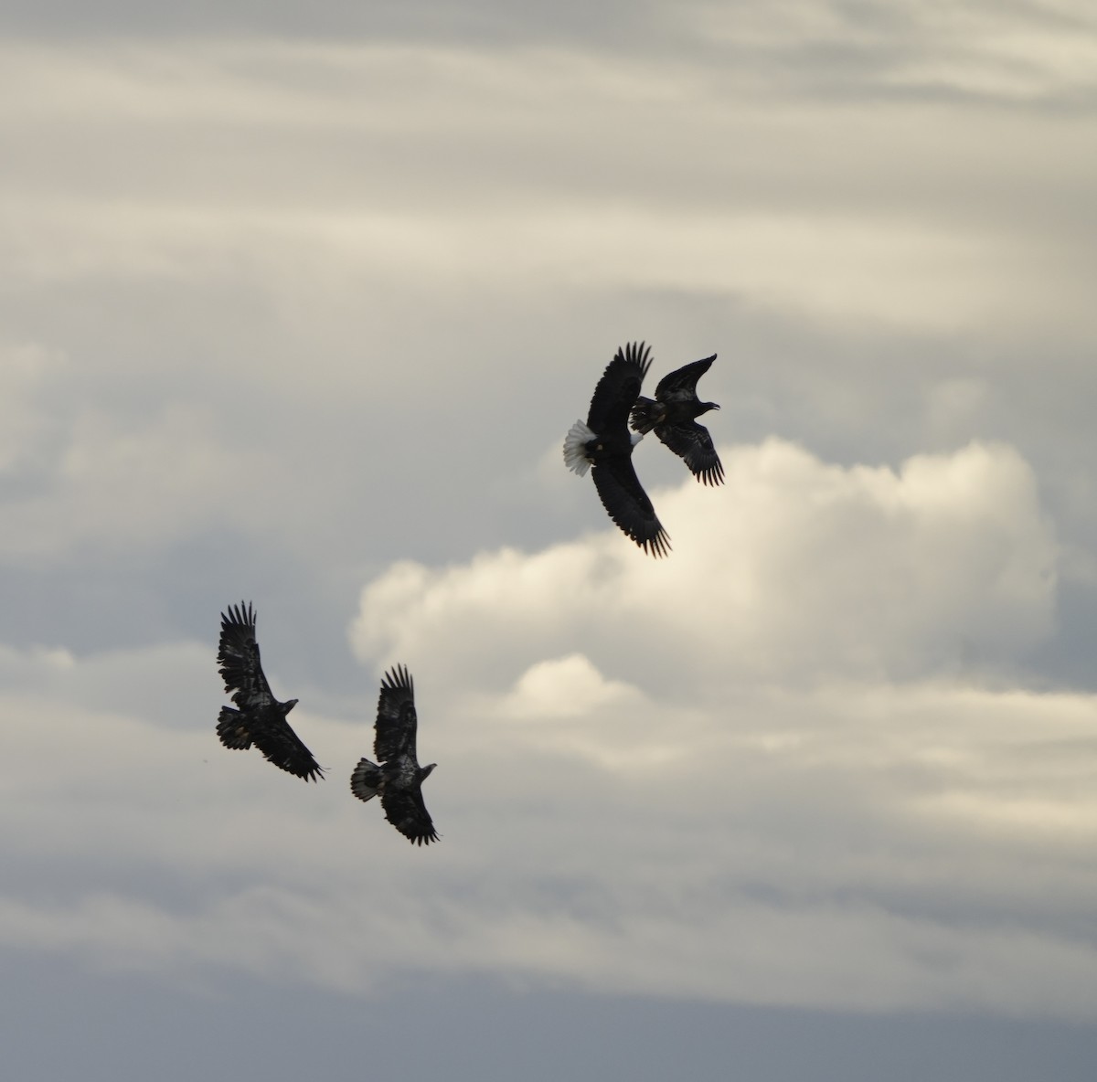 hvithodehavørn - ML649485258