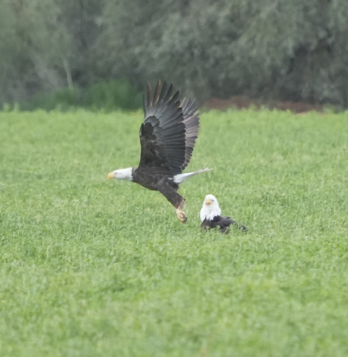 hvithodehavørn - ML649485315