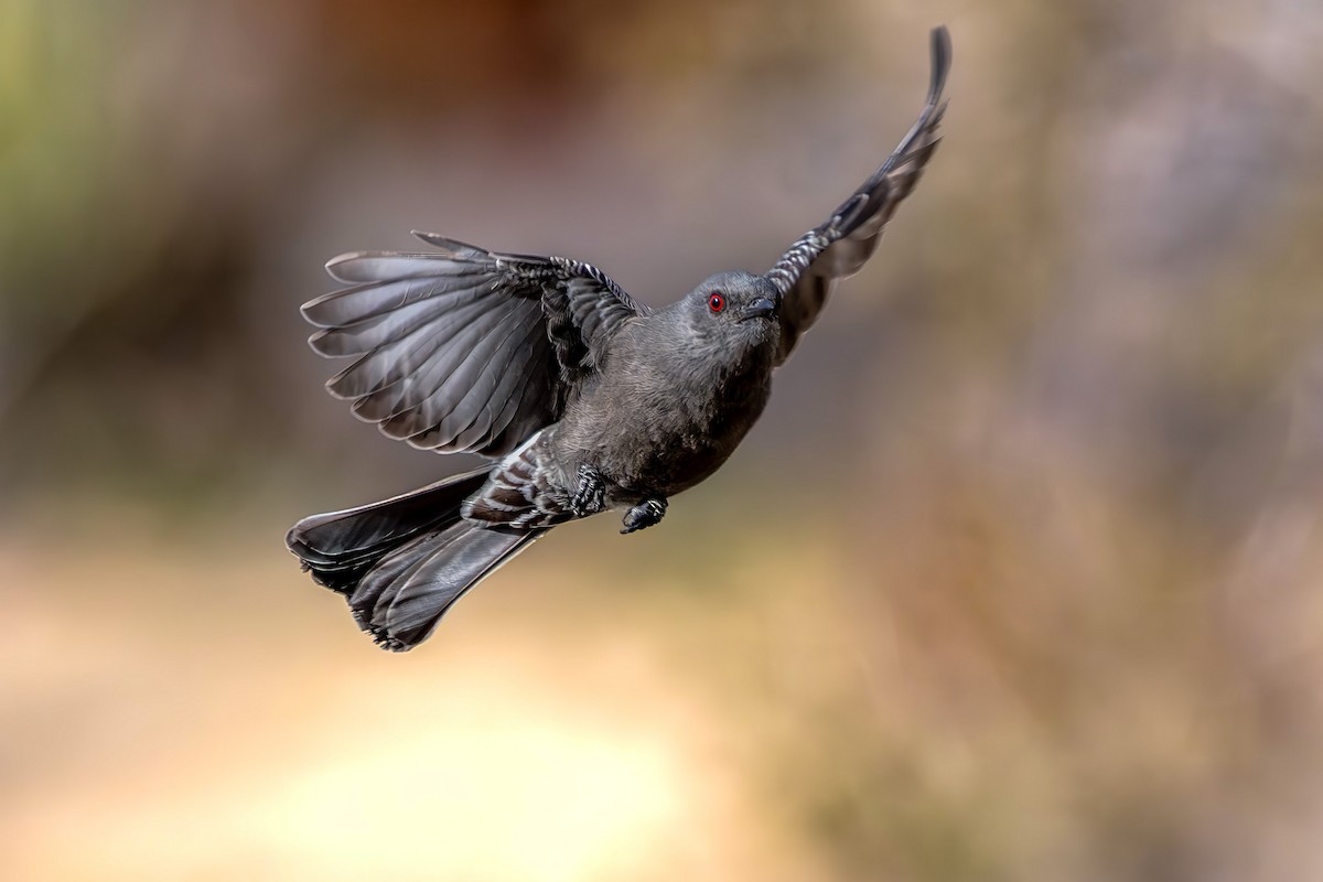 Phainopepla - ML649485444