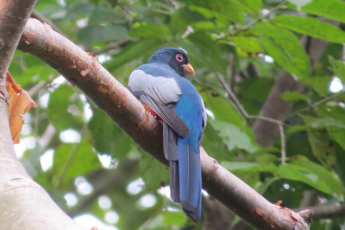 eBird Checklist - 10 Jan 2026 - Puente del Río Mono - 13 species