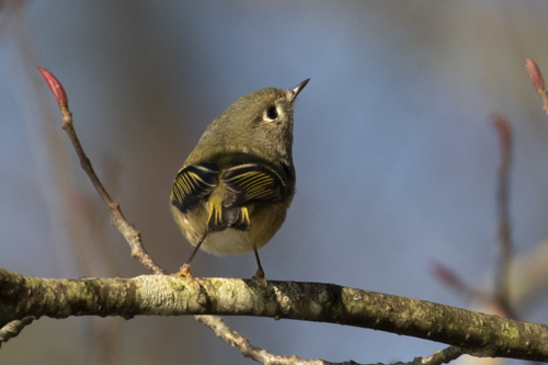 Ruby-crowned Kinglet - ML649485814