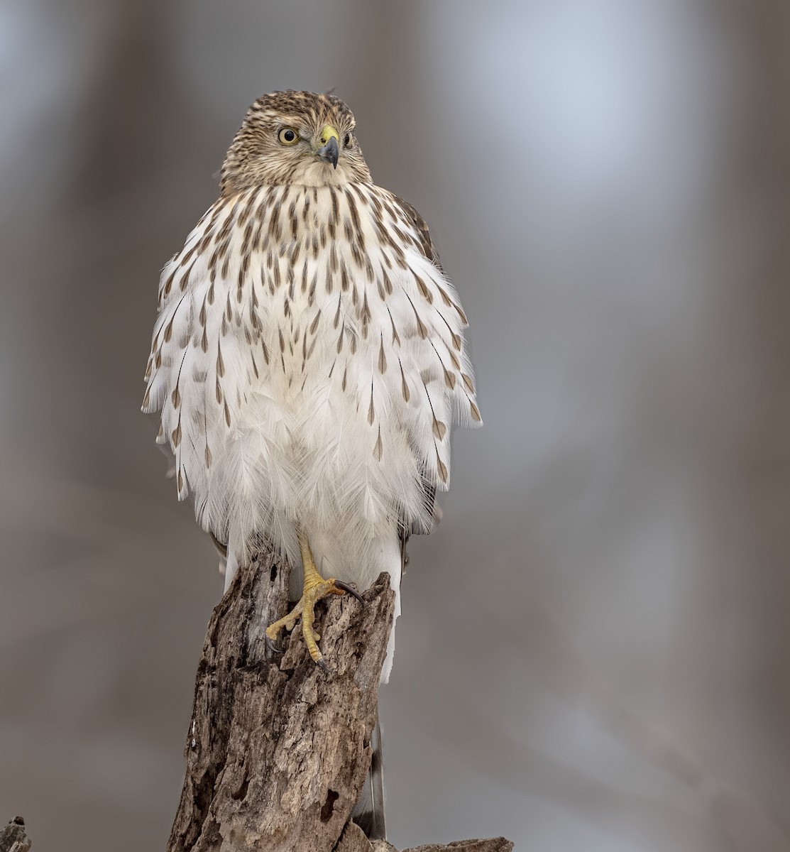 Gavilán de Cooper - ML649486171