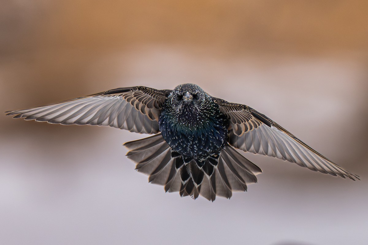 European Starling - ML649486292