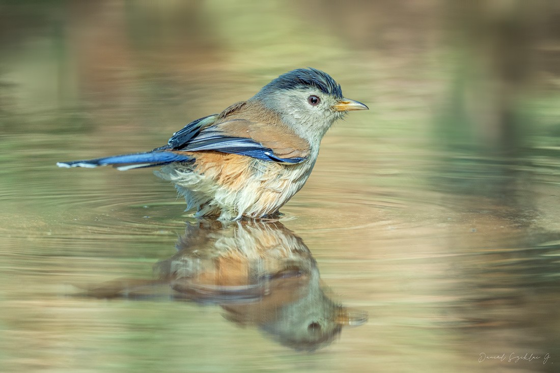 Blue-winged Minla - ML649486474