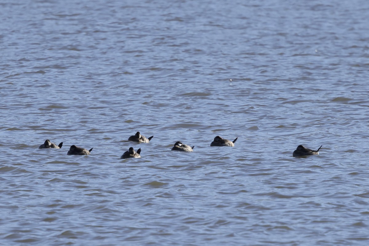 kachnice kaštanová - ML649486568