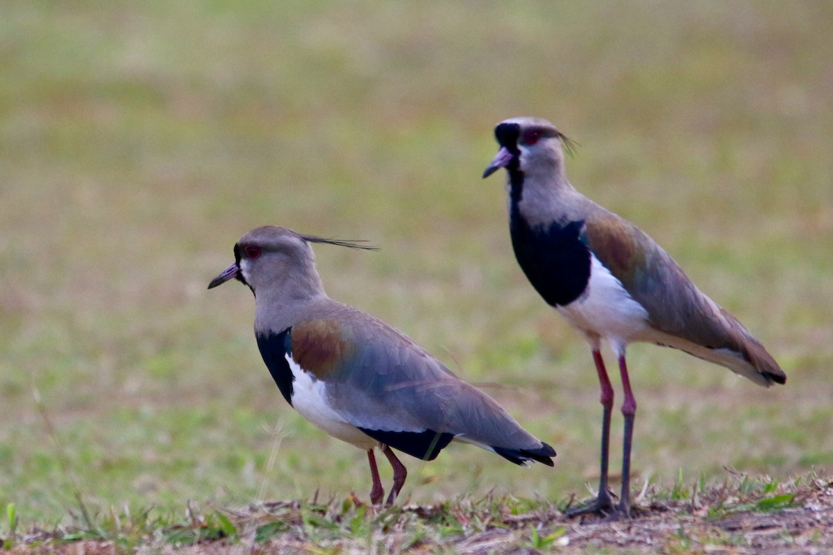 Southern Lapwing - Gustino Lanese