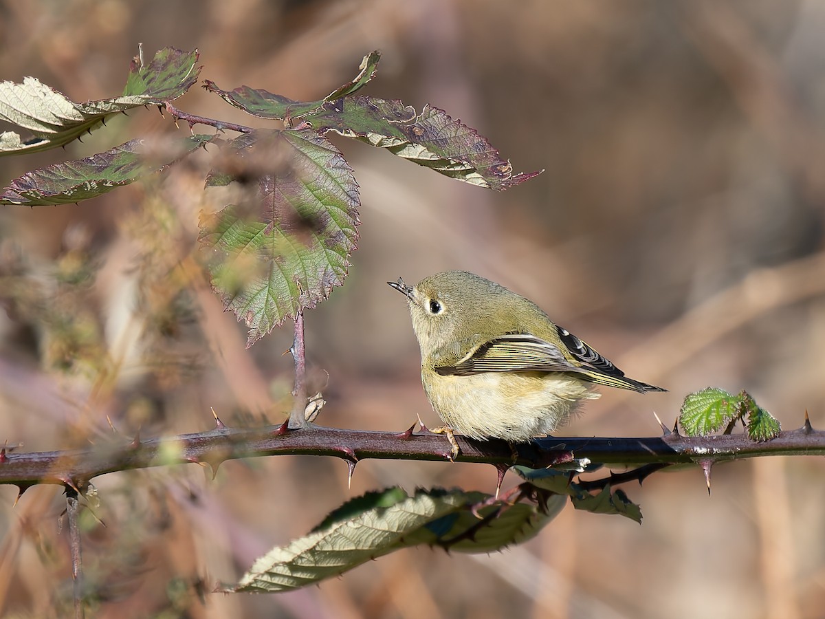 Ruby-crowned Kinglet - ML649486910