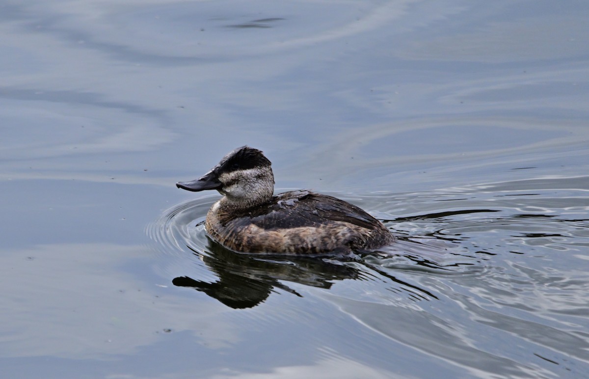 kachnice kaštanová - ML649487034