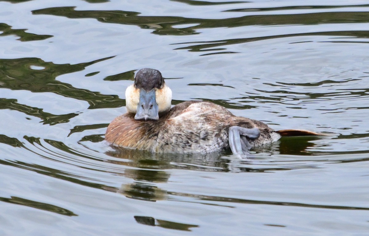 kachnice kaštanová - ML649487106