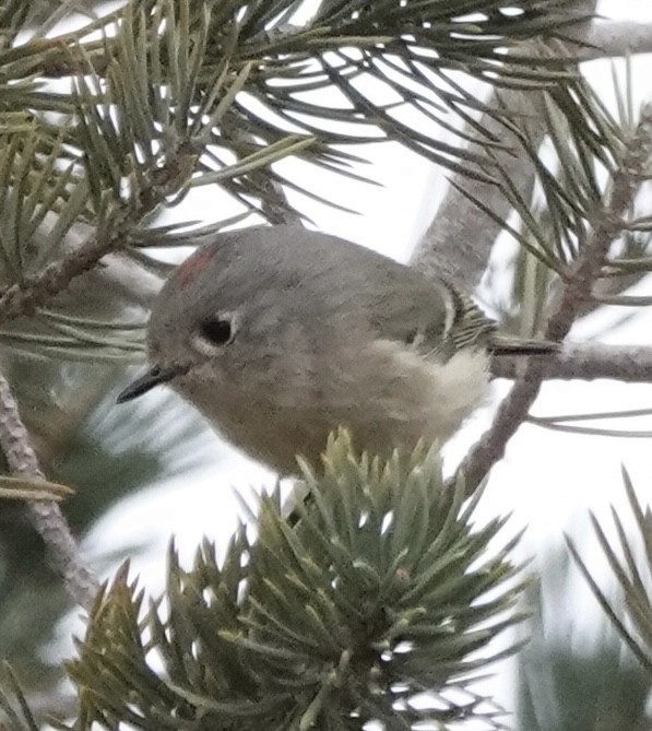 Ruby-crowned Kinglet - ML649487115