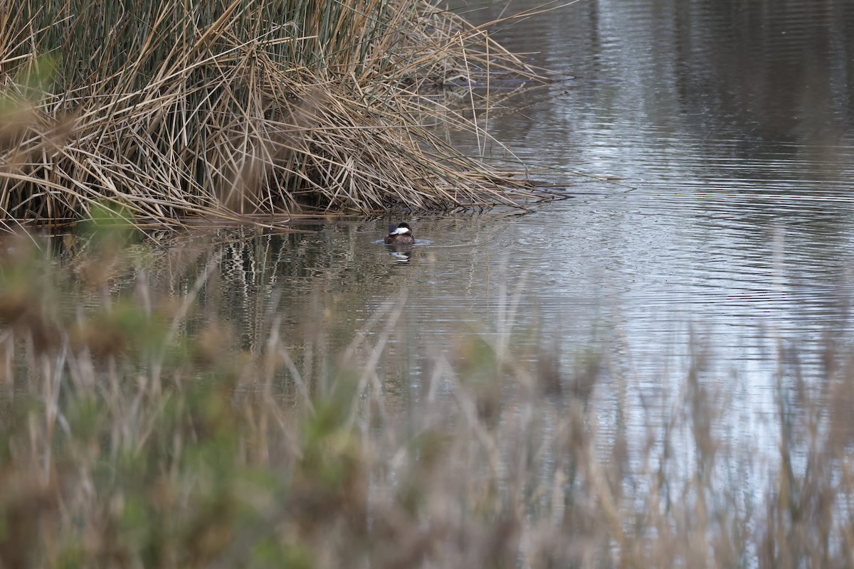 kachnice kaštanová - ML649487353