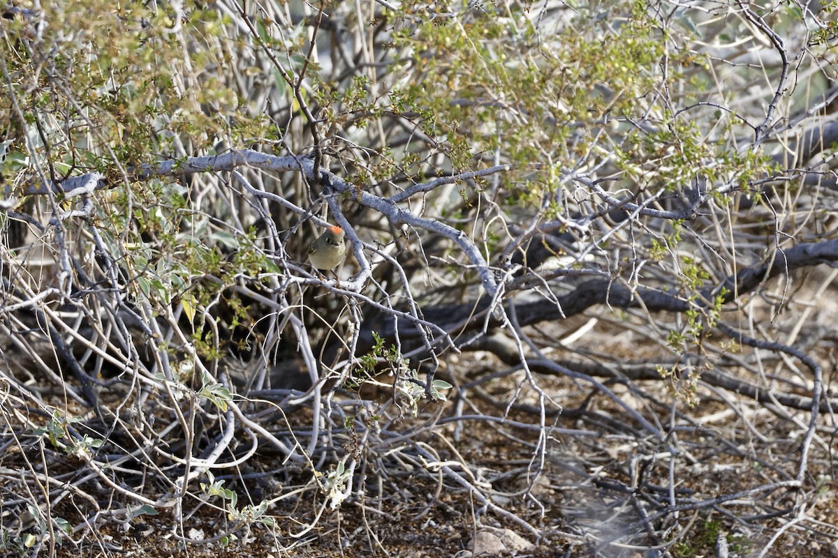 Ruby-crowned Kinglet - ML649487396