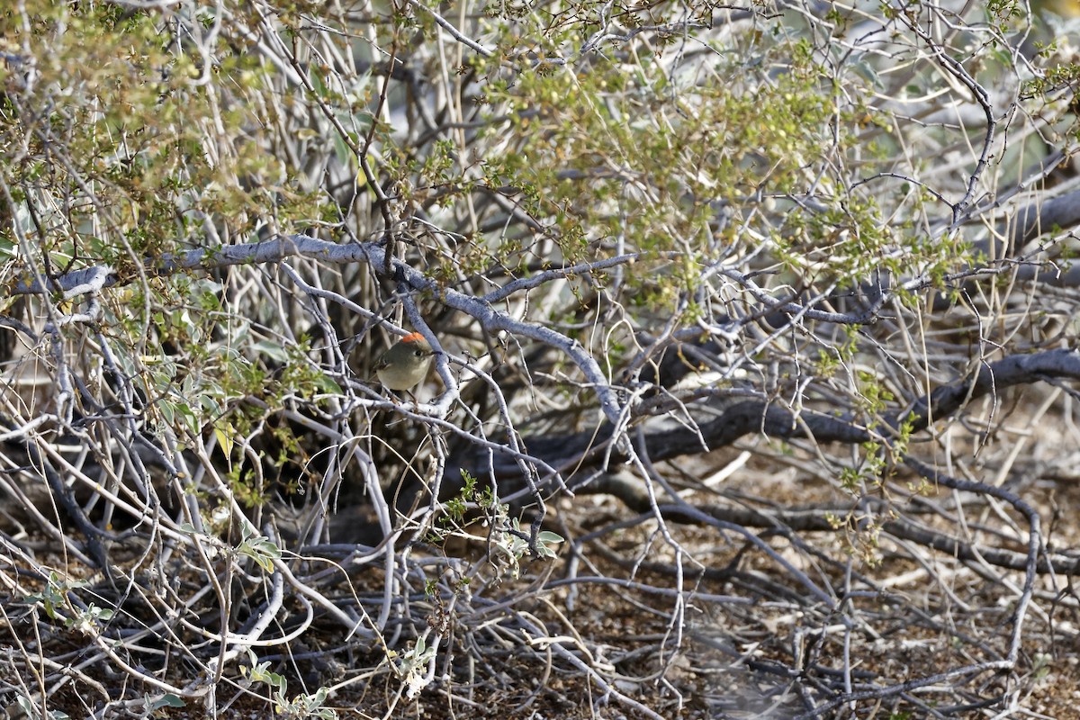 Ruby-crowned Kinglet - ML649487397