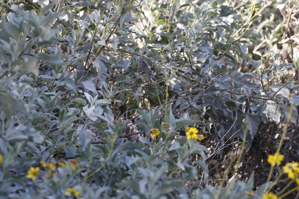 Ruby-crowned Kinglet - ML649487431