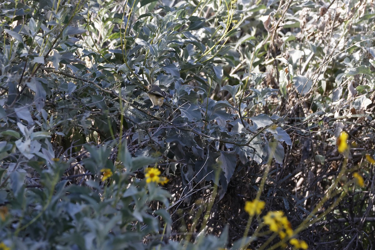 Ruby-crowned Kinglet - ML649487437