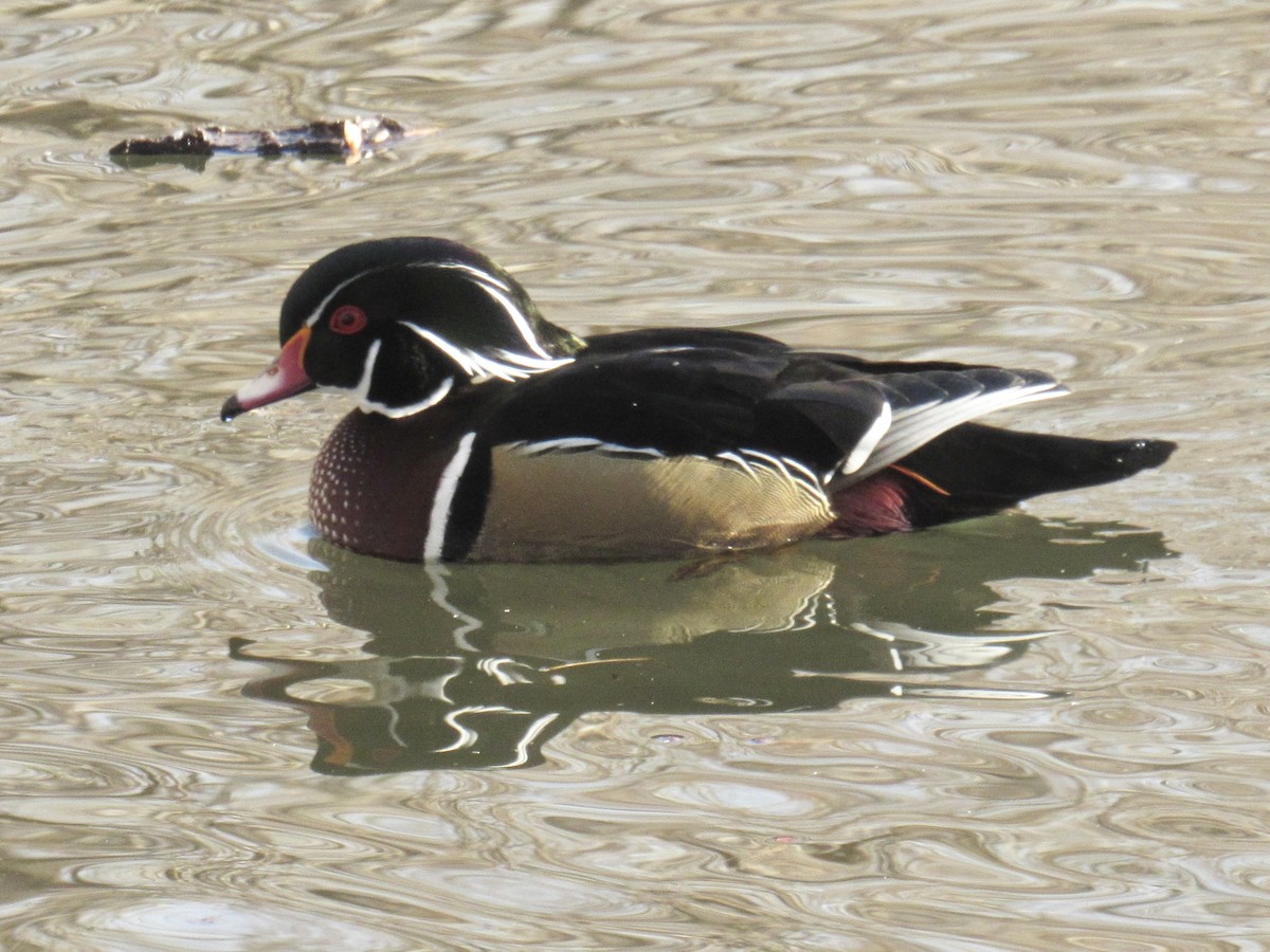 Pato Joyuyo - ML649487721