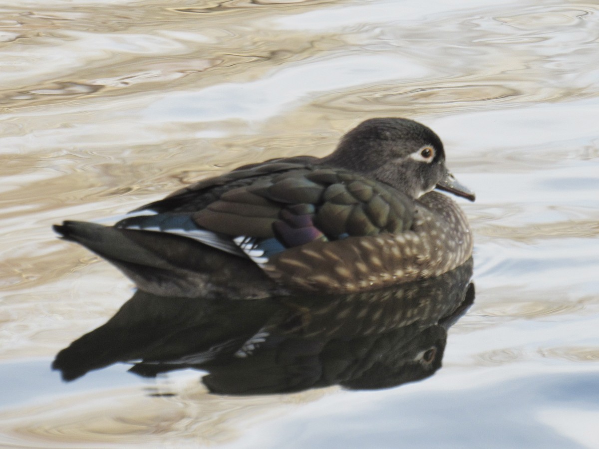 Pato Joyuyo - ML649487723