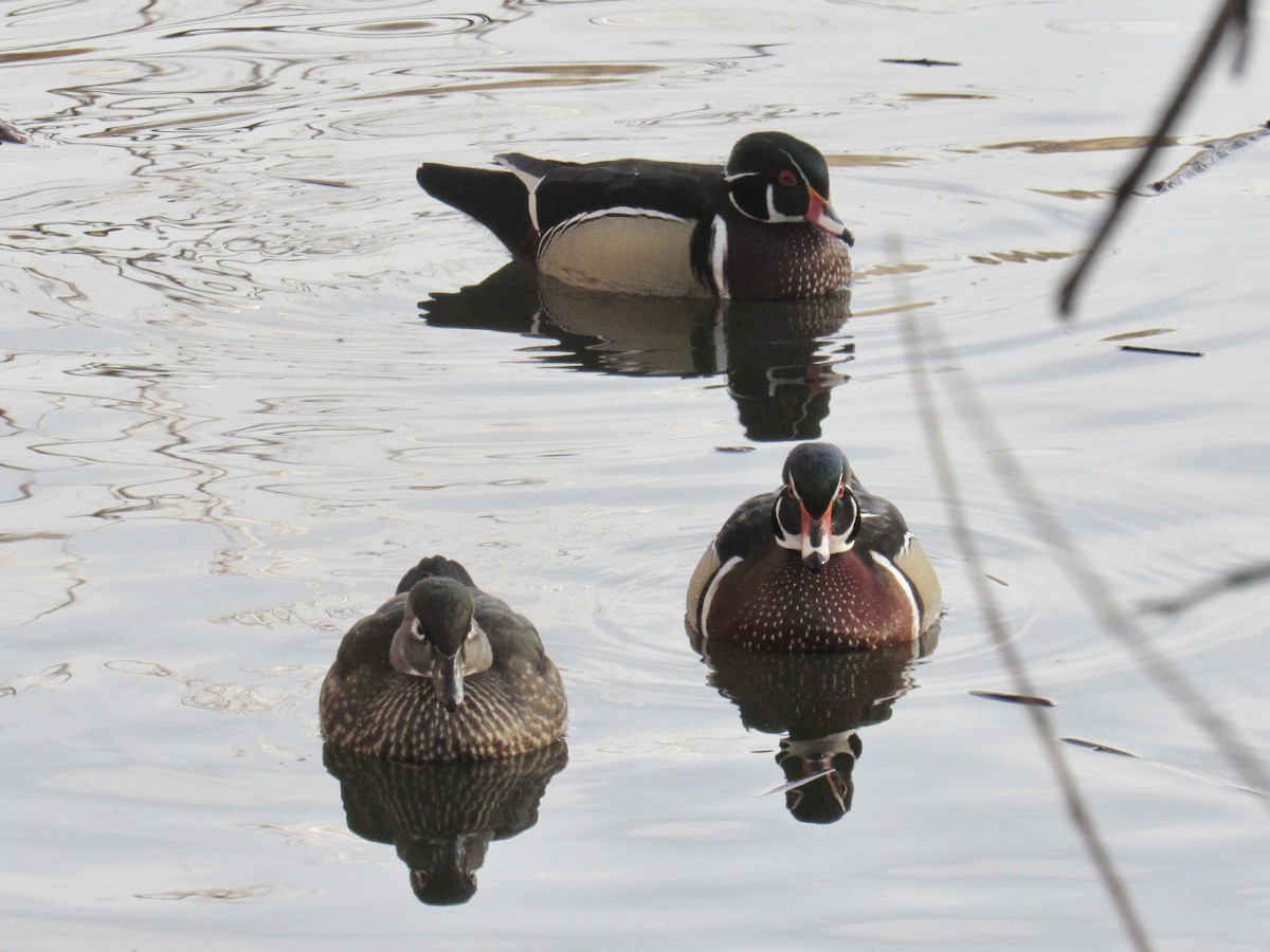 Pato Joyuyo - ML649487724