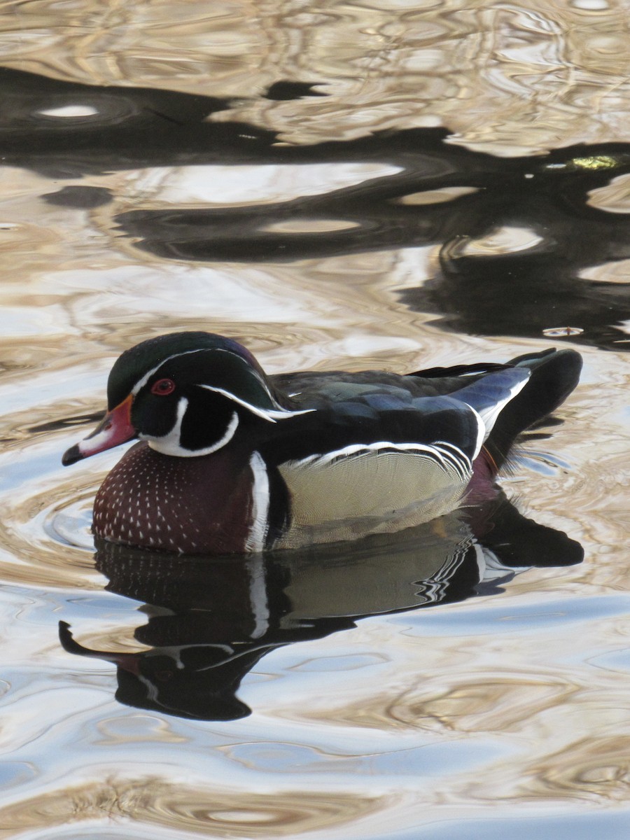 Pato Joyuyo - ML649487726