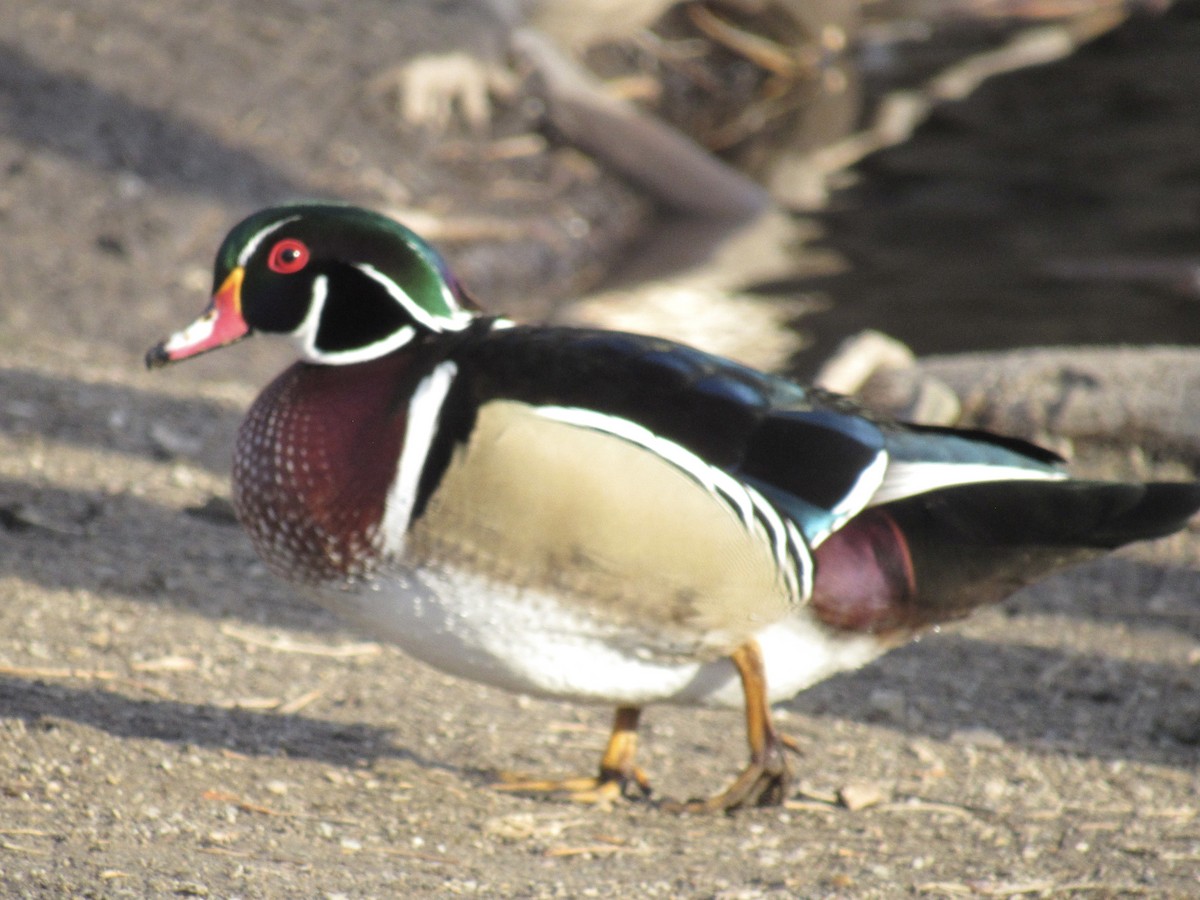 Pato Joyuyo - ML649487727