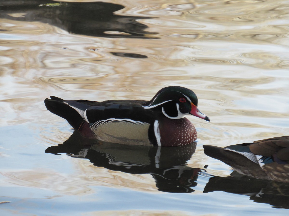 Pato Joyuyo - ML649487730