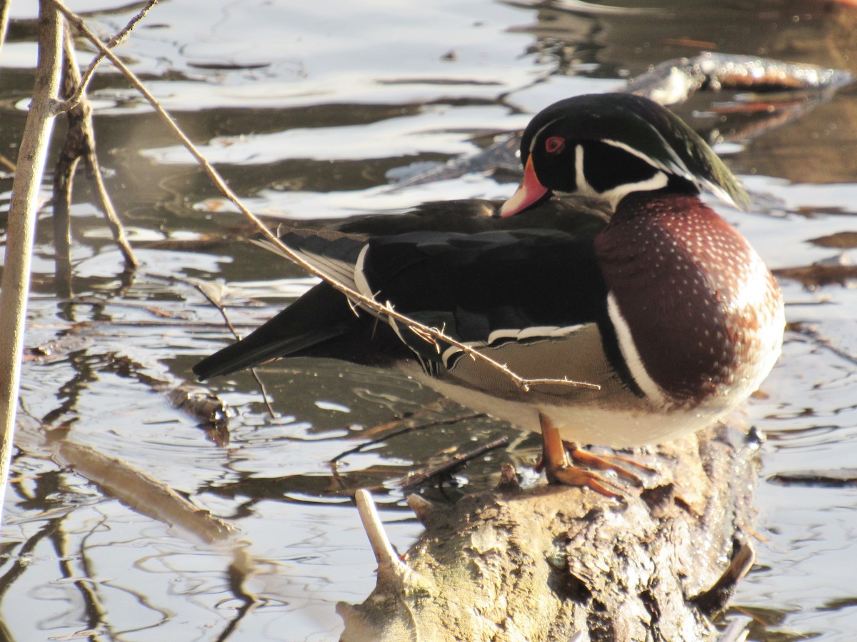 Pato Joyuyo - ML649487731